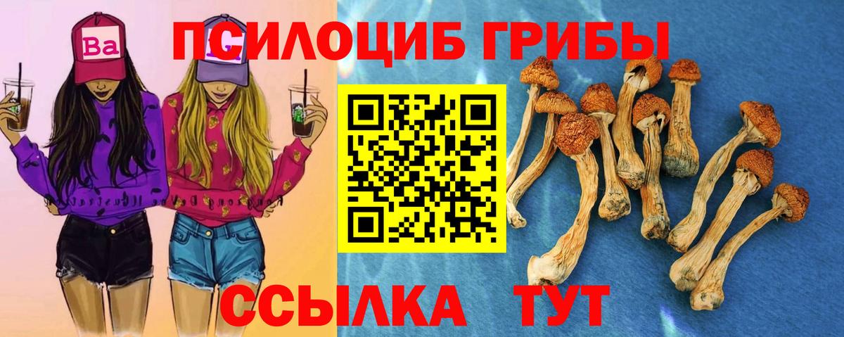 где купить наркотик  Вход с VPN  Будённовск  Псилоцибиновые грибы прущие грибы 